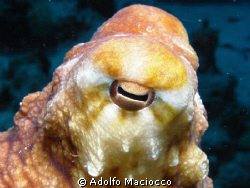 OCTOPUS by Adolfo Maciocco 